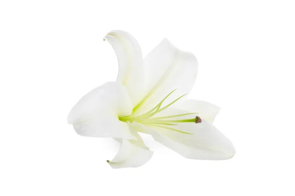 Красивый Свежий Цветок Лилии Изолирован Белом — стоковое фото
