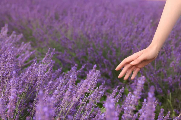 Woman Touching Beautiful Lavender Field Closeup — Stock Photo, Image