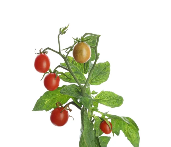Haste Com Tomates Cereja Maduros Folhas Isoladas Branco — Fotografia de Stock