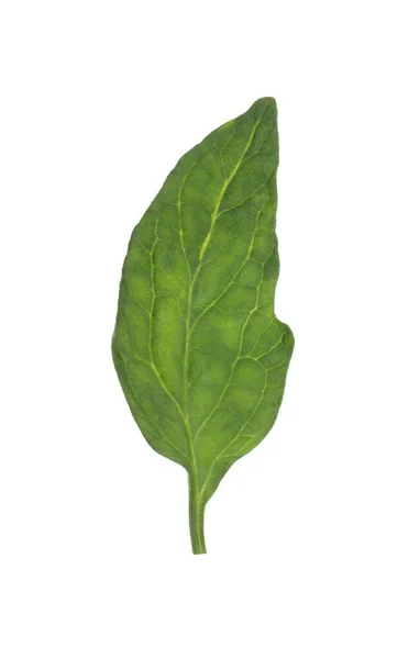 Jeden Zelený List Cherry Rajčat Izolovaný Bílém — Stock fotografie