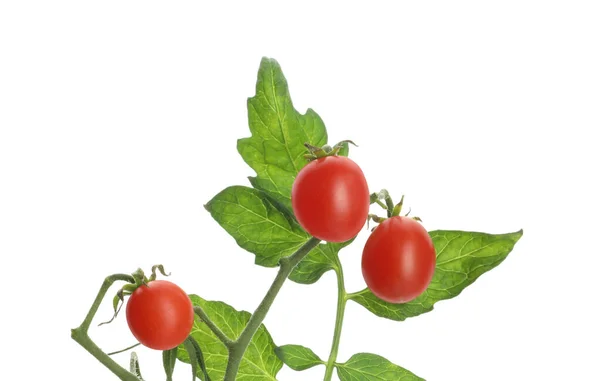 Tallo Con Tomates Cherry Maduros Hojas Aisladas Blanco —  Fotos de Stock