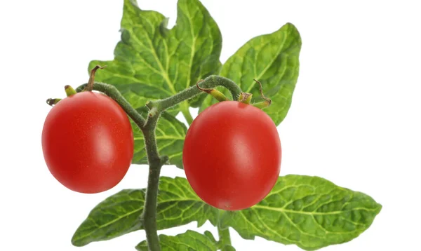Tallo Con Tomates Cherry Maduros Hojas Aisladas Blanco — Foto de Stock