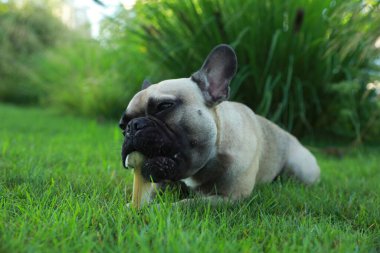 Yeşil çimenleri kemiren tatlı Fransız bulldog 'u. Sevimli hayvan