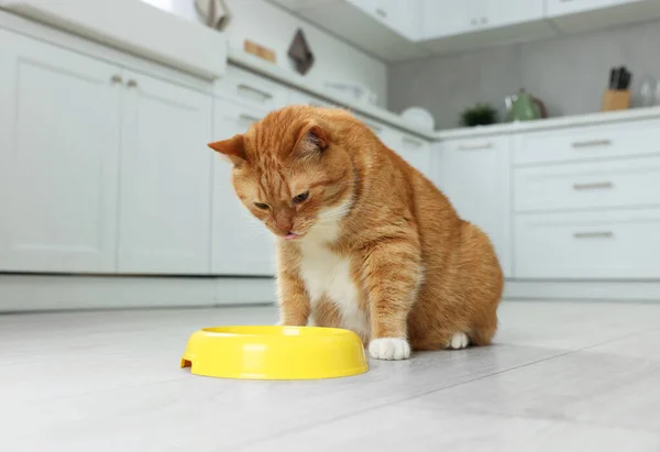 Evde Yemek Kasesinden Yemek Yiyen Sevimli Kızıl Kedi — Stok fotoğraf