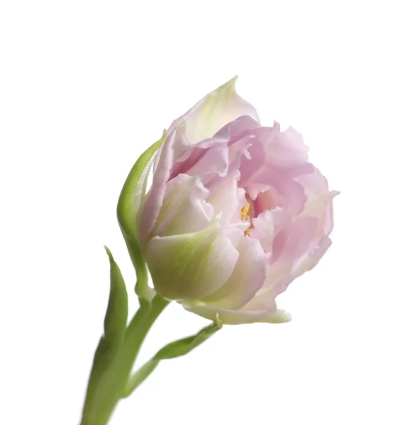 One Beautiful Tulip Flower Isolated White — Stock Photo, Image