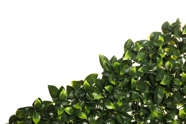 Grüne Künstliche Pflanzen Mit Üppigen Blättern Isoliert Auf Weiß — Stockfoto