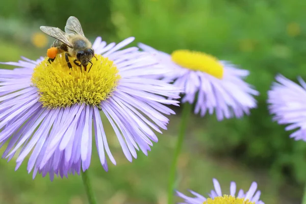 Honeybee Collecting Nectar Beautiful Flower Outdoors Closeup Space Text — Stock fotografie