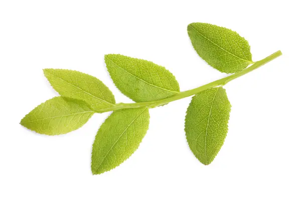 Κλαδί Μύρτιλλο Φρέσκα Πράσινα Φύλλα Που Απομονώνονται Λευκή Κορυφαία Άποψη — Φωτογραφία Αρχείου
