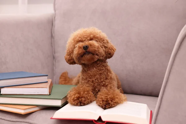 Cute Maltipoo dog with books on armchair. Lovely pet
