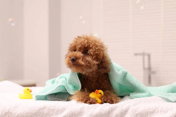 Cute Maltipoo dog wrapped in towel and rubber ducks indoors. Lovely pet