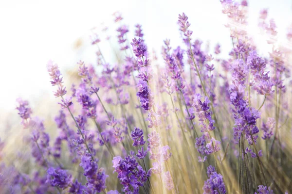 Schöne Lavendelwiese Sonnigen Morgen Selektiver Fokus — Stockfoto