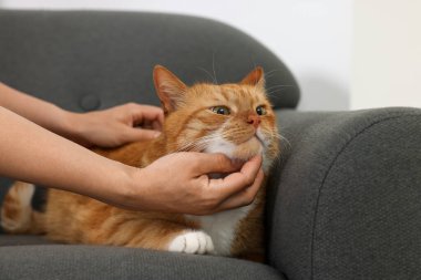 Evdeki koltukta sevimli kızıl kediyi okşayan kadın, yakın plan.
