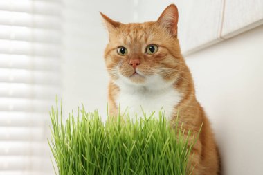 Kapalı alandaki yeşil çimlerin yanında sevimli kızıl kedi