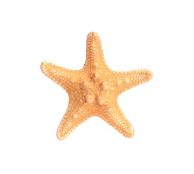 Güzel deniz yıldızı (denizyıldızı) beyaz üzerinde izole