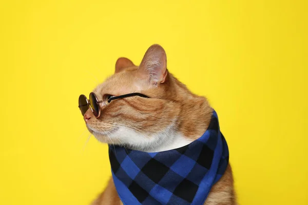 Gato Gengibre Bonito Com Bandana Óculos Sol Fundo Amarelo Adorável — Fotografia de Stock