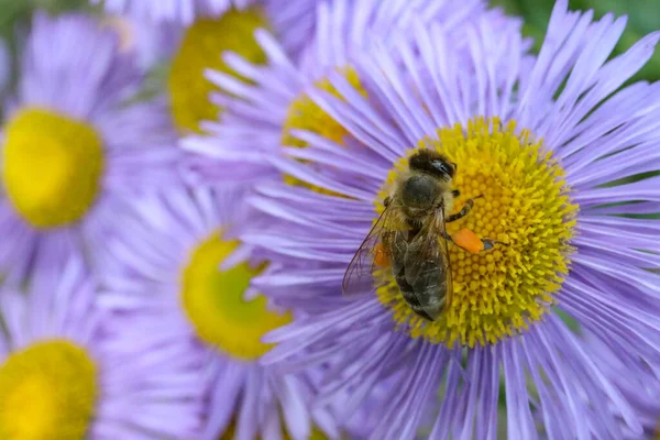 Honeybee Collecting Nectar Beautiful Flower Outdoors Closeup Space Text — 스톡 사진