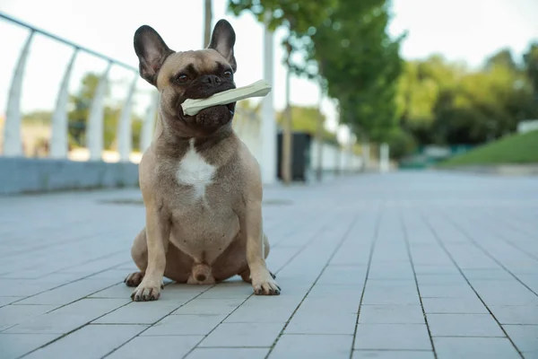 Cute French bulldog with bone treat outdoors, space for text. Lovely pet