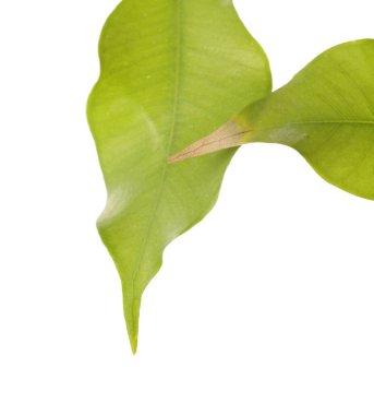 Beyaz arka planda yaprak hasarı olan ev bitkisi, yakın plan. Metin için boşluk