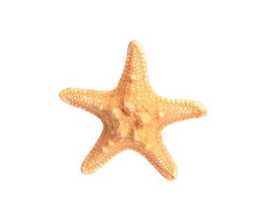 Güzel deniz yıldızı (denizyıldızı) beyaz üzerinde izole