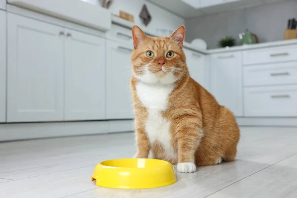 Mutfakta Yemek Kasesinin Yanında Sevimli Kızıl Kedi Metin Için Boşluk — Stok fotoğraf