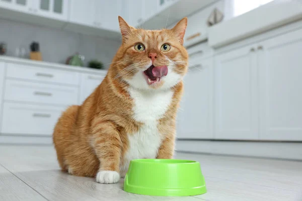 Mutfakta Yemek Kasesinin Yanında Sevimli Kızıl Kedi Metin Için Boşluk — Stok fotoğraf