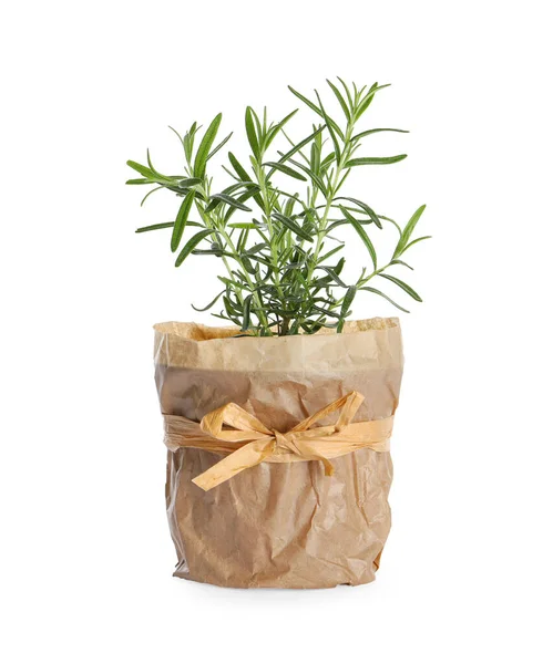 Aromatic Green Potted Rosemary Isolated White — Stock Photo, Image