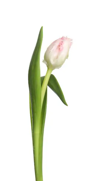 Eine Schöne Tulpenblume Isoliert Auf Weiß — Stockfoto