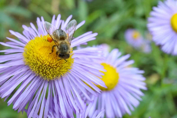 Honeybee Collecting Nectar Beautiful Flower Outdoors Closeup Space Text — Foto de Stock
