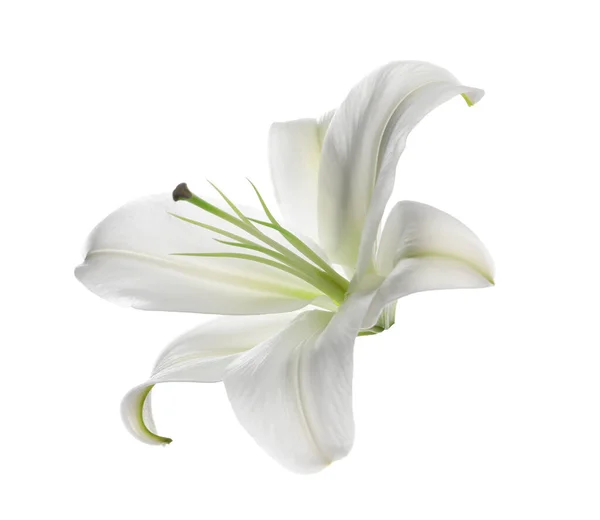 Beautiful Fresh Lily Flower Isolated White — Stock Photo, Image