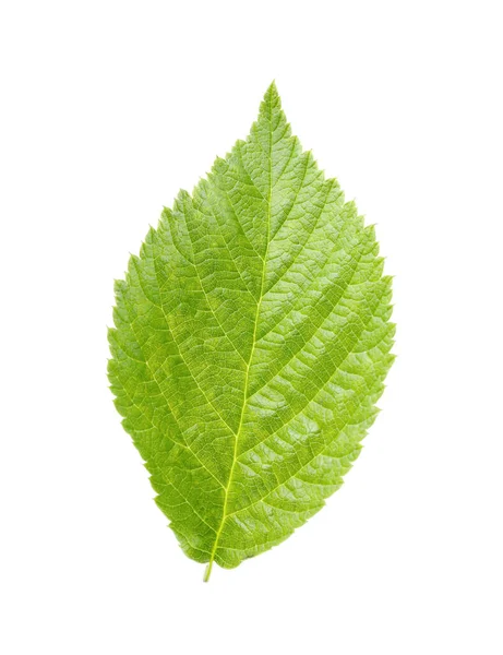 One Green Raspberry Leaf Isolated White — Stockfoto