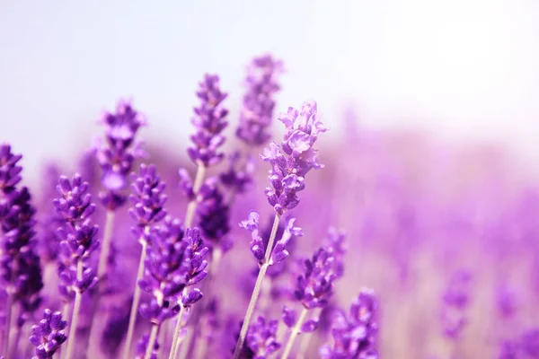 Beautiful Lavender Meadow Sunny Day Selective Focus — Stock Photo, Image