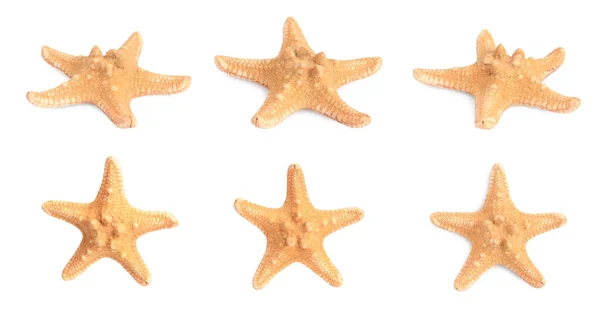 Collage Sea Star Isolated White Different Angles — Stock Photo, Image