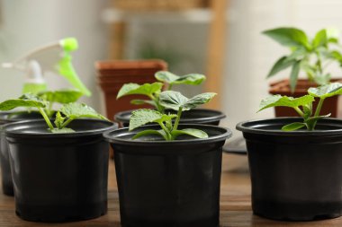 Tohumlar plastik kaplarda yetişiyor. Ahşap masada toprak var. Yakın plan.