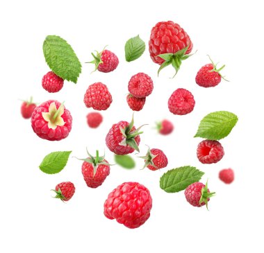 Beyaz arka plana düşen taze ahududu ve yeşil yapraklar.