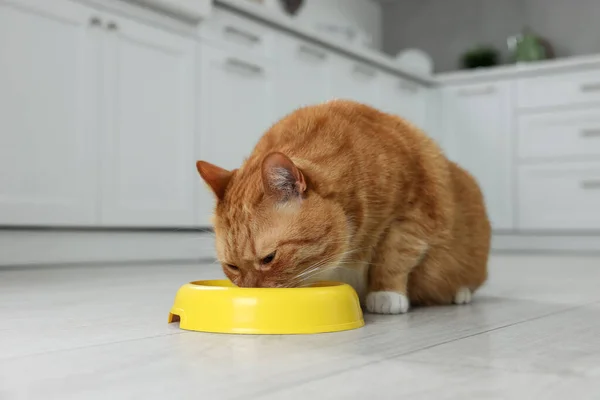 Evde Yemek Kasesinden Yemek Yiyen Sevimli Kızıl Kedi — Stok fotoğraf