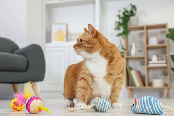 Cute ginger cat playing with toys at home
