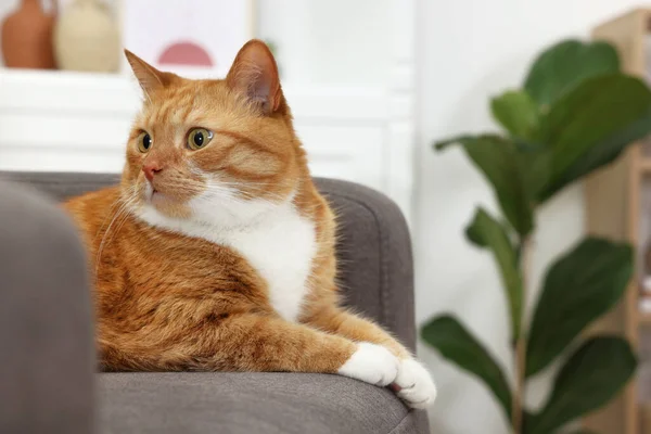 Evdeki Koltukta Yatan Sevimli Kızıl Kedi Metin Için Boşluk — Stok fotoğraf