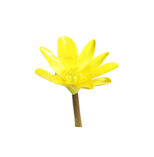 Красива Жовта Маленька Квітка Чистотілу Ізольована Білому — стокове фото