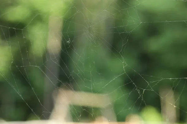 旧的尘土飞扬的蜘蛛网模糊的背景 — 图库照片