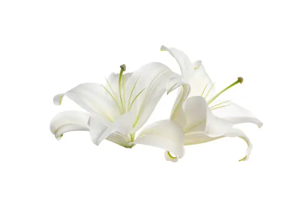 Красивые Свежие Цветы Лилии Изолированы Белом — стоковое фото