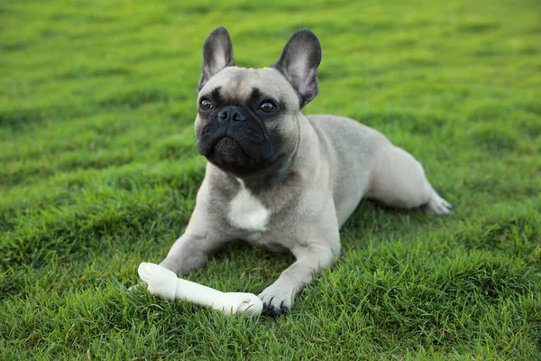 Cute French bulldog and bone treat on grass outdoors. Lovely pet