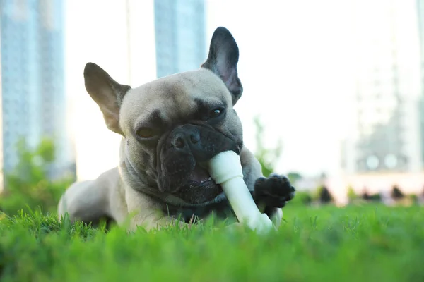 Cute French bulldog gnawing bone treat on green grass outdoors. Lovely pet