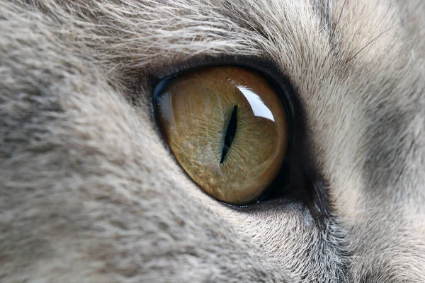 Makro Kuva Kissa Kauniit Silmät Söpö Lemmikki — kuvapankkivalokuva