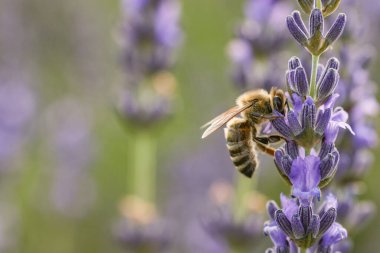 Dışarıdaki güzel lavanta çiçeklerinden bal arısı nektarı topluyor. Yakın plan. Metin için boşluk