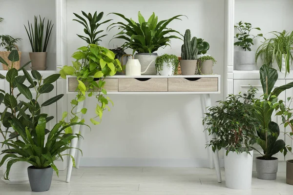 Green Potted Houseplants Table Shelves Indoors — Stock Photo, Image