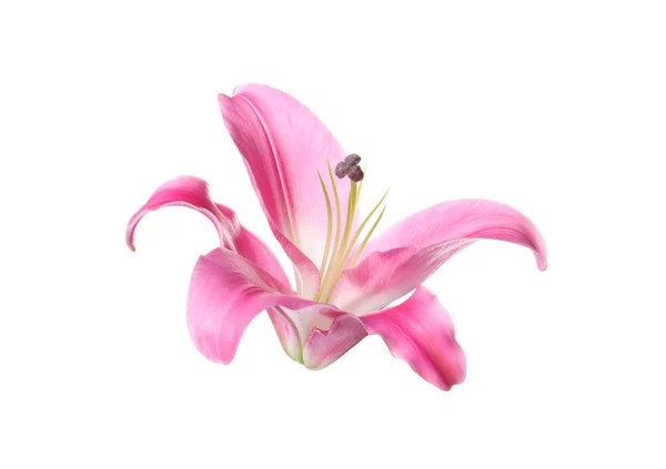 Красивый Розовый Цветок Лилии Изолированы Белом — стоковое фото