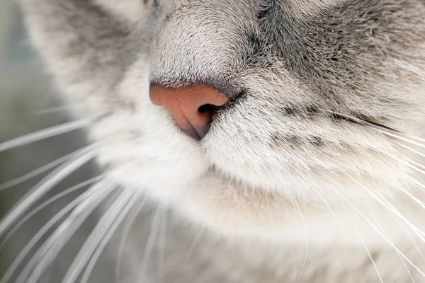 Entzückende Katze Makrofoto Der Schnauze Schönes Haustier — Stockfoto