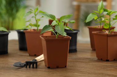 Tohumlar plastik kaplarda yetişiyor, toprak ve bahçe aletleri ahşap masada, yakın plan.