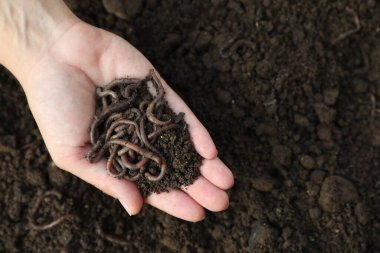 Toprağın üstünde solucanlarla toprak tutan kadın, üst manzara. Metin için boşluk