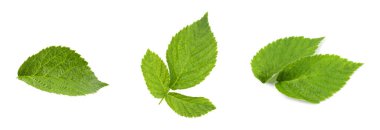 Beyazda yeşil ahududu yaprakları var.